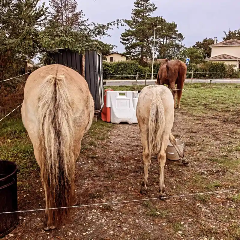 Equizarra Poney Club A Castres Gironde Realisation 38