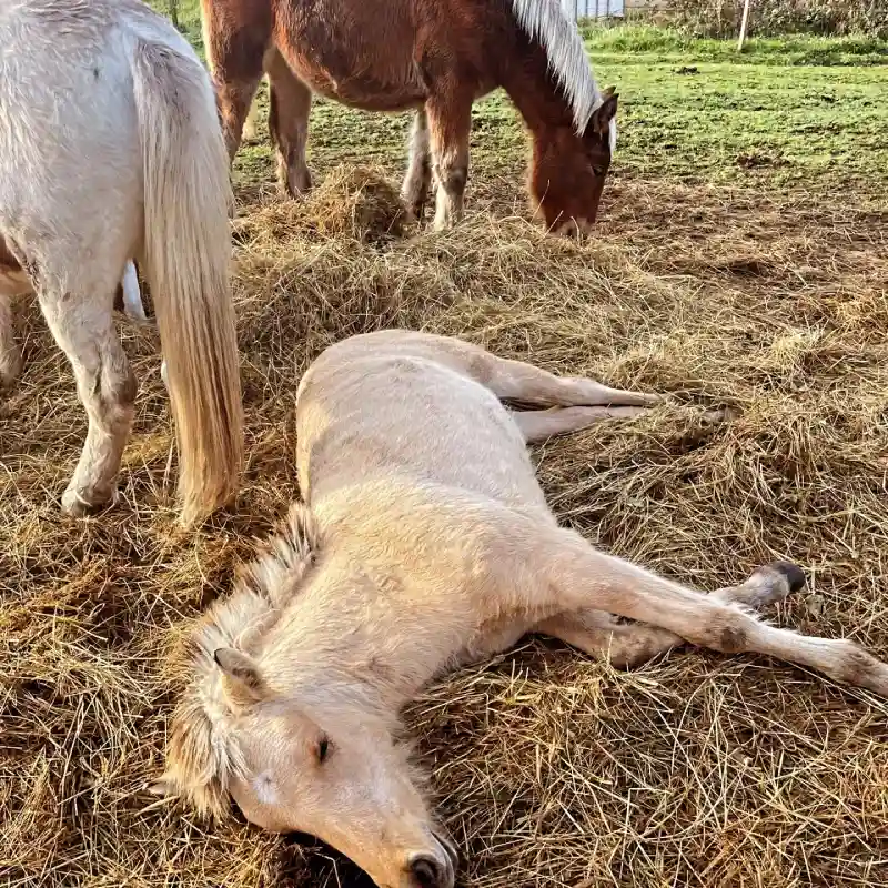 Equizarra Poney Club A Castres Gironde Realisation 39