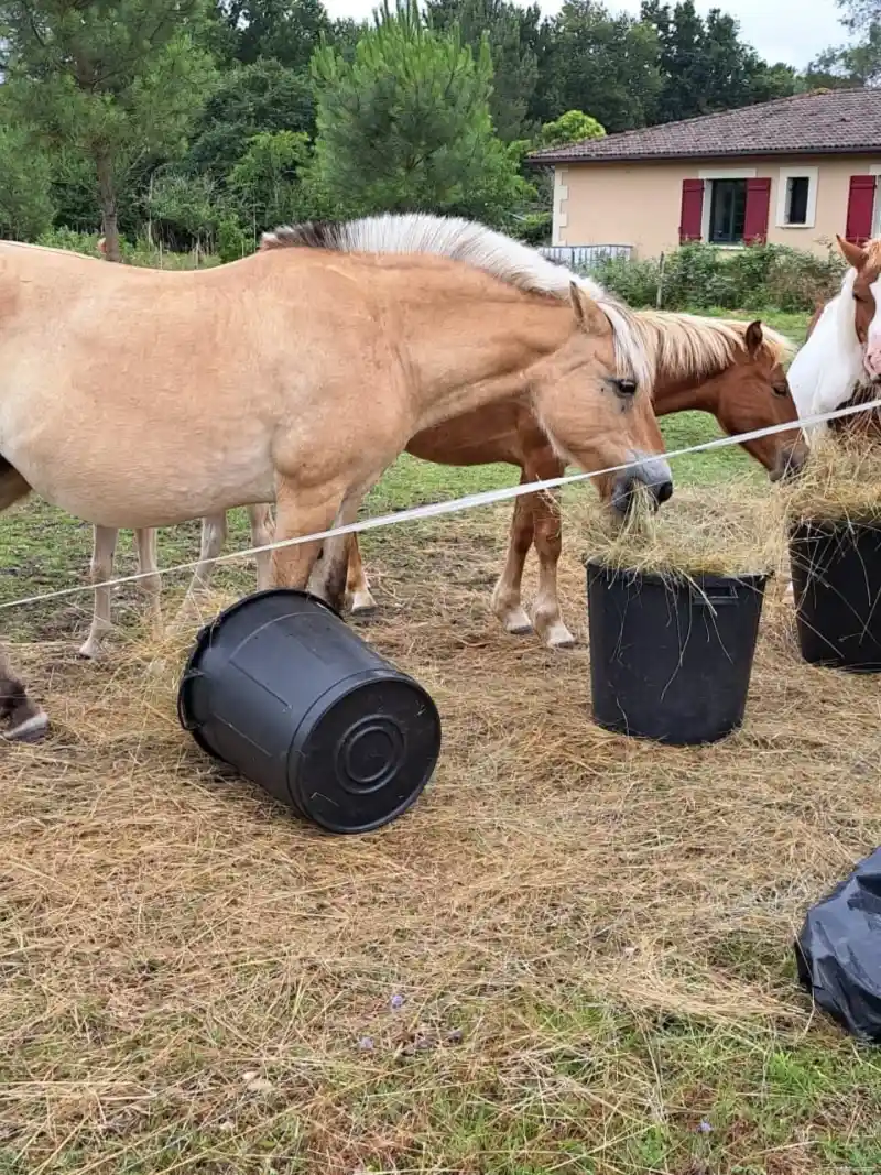 Equizarra Poney Club A Castres Gironde Realisation 40