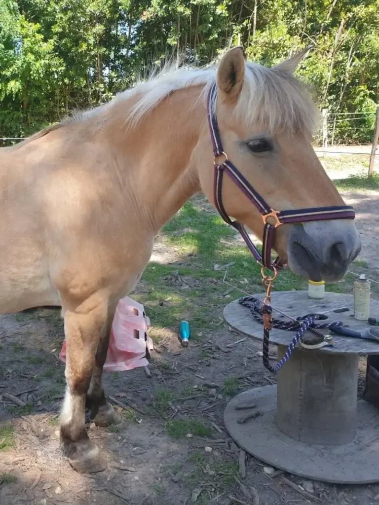 Equizarra Poney Club A Castres Gironde Realisation 41