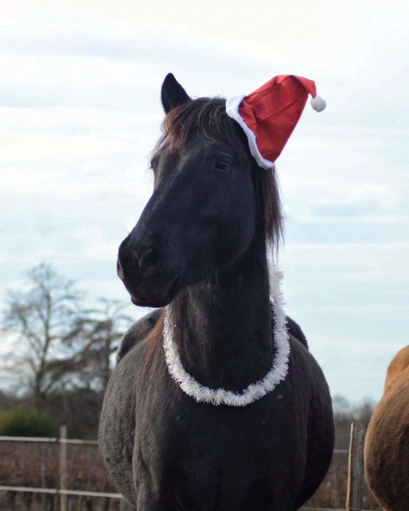 Equizarra Poney Club A Castres Gironde Realisation 9